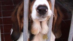 How to Keep Dogs Healthy in a Kennel Environment